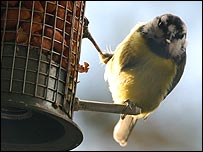 Blue Tit