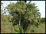 Blenheim Gardens