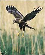 Marsh harrier by Chris Gomersall