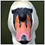 Waterways Index 9Image: Swan)