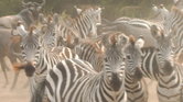 Zebras in the...
