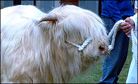 Picture: Highland cattle