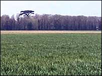 Robert Marsham's cedar tree.