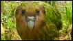 Copyright Shanne McInnes - The World Rarest Birds