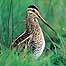City Parks (Image: Snipe c/o RSPB Images/Gomersall)