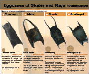 Eggcase chart