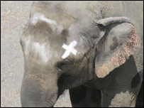 Elefante Happy