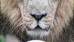 A lion with a ball