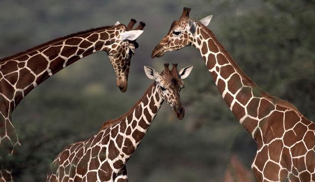 Giraffe (image: Arup Shah / NPL)