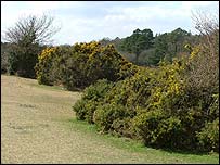 Grass bank