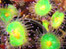 Green and Yellow Jewell Anenome