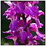 Islands Index (Image: Orchid c/o Tony Oliver)