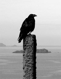 Raven at St Brides