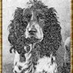 Michael, the flying Spaniel