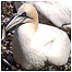 Gannet on nest