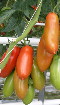 tomate.jpg