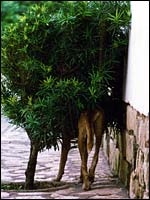 Dog found under bush!