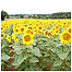 Farmland Index (Image: Sunflowers c/o Abbey Farm)