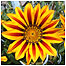 Parks Index (Image: Flower c/o National Botanic Garden of Wales)