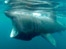 Basking Shark- Will Postlethwaite